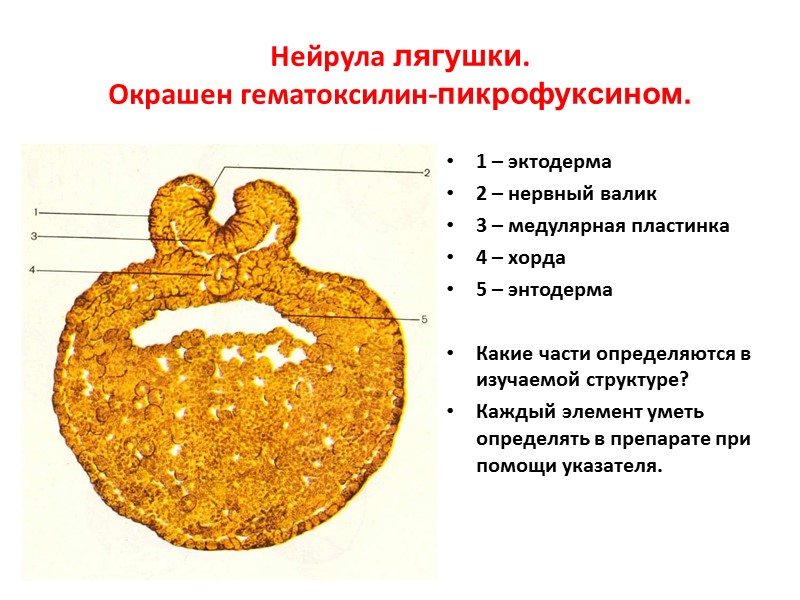 Нейрула лягушки. Окрашен гематоксилин-пикрофуксином. 1 – эктодерма 2 – нервный валик 3 – медулярная